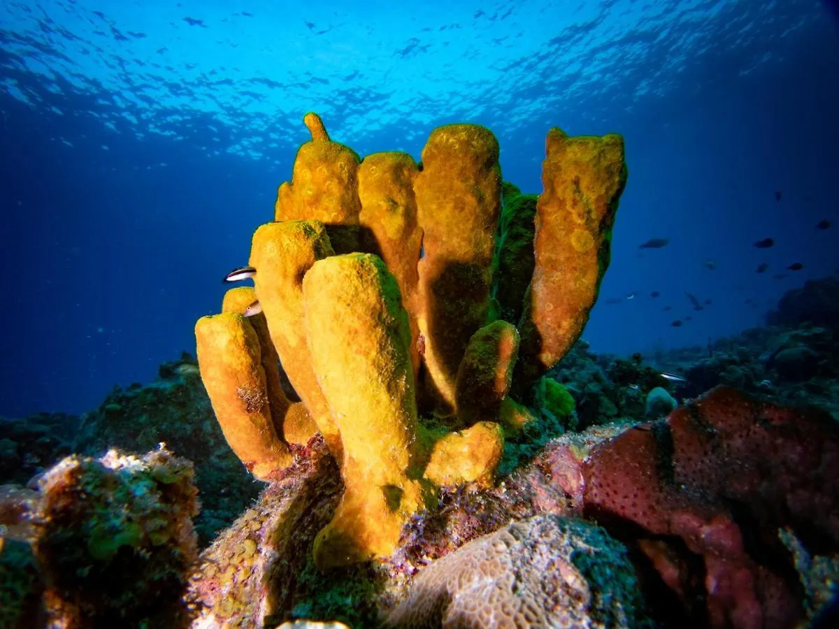 Lighthouse Point Residences West Bay 0*,  Ilhas Cayman